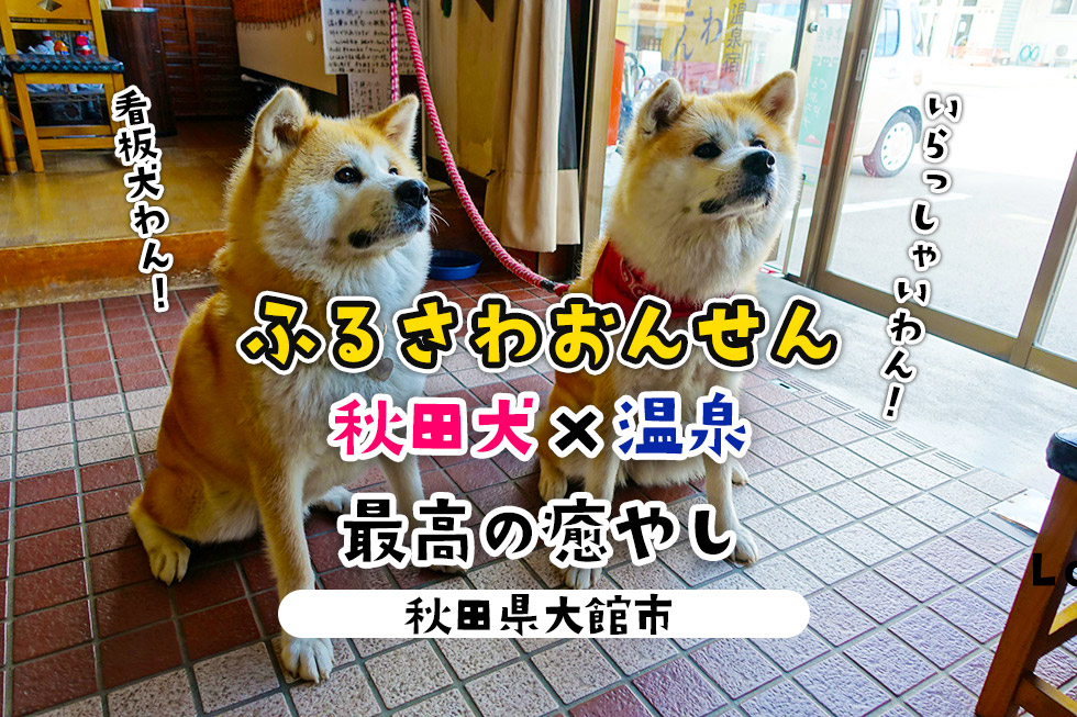 大館市ふるさわ温泉と秋田犬、最高に癒やし…！日帰り入浴して来たよ