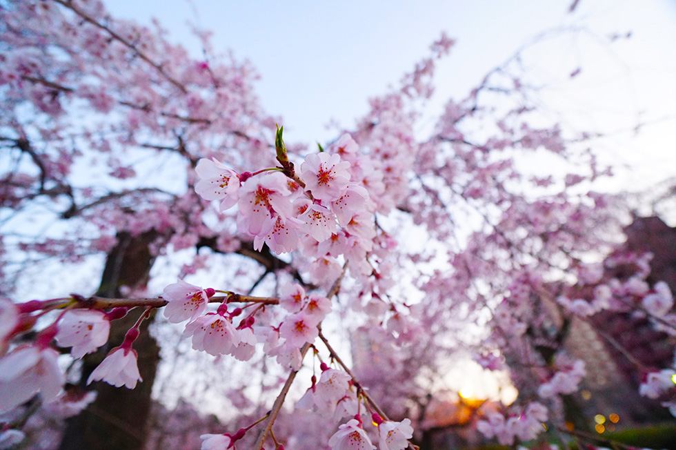 バーチャルお花見 Thetaで榴岡公園の桜を帰宅がてら撮ってみた 雑ブログ ねずほり 仙台 夫婦で楽しむお出かけブログ