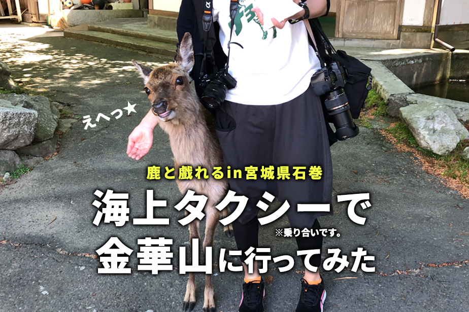 【石巻金華山】鮎川港から乗り合い海上タクシーで行って鹿に会ってきた